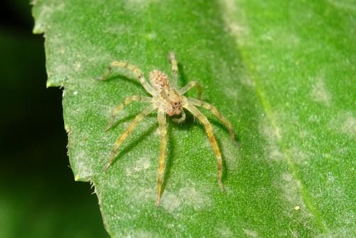 Zoropsis spinimana